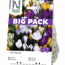 Höstlök Nelson Garden Botanisk Krokus Mixfärger BigPack