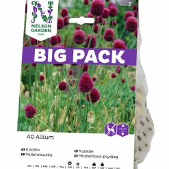 Höstlök Nelson Garden Klotlök Violett Big Pack