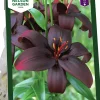 Höstlök Nelson Garden Lilja Asiatisk Royal Kiss