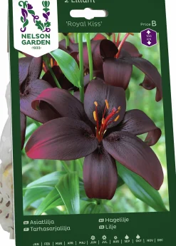 Höstlök Nelson Garden Lilja Asiatisk Royal Kiss