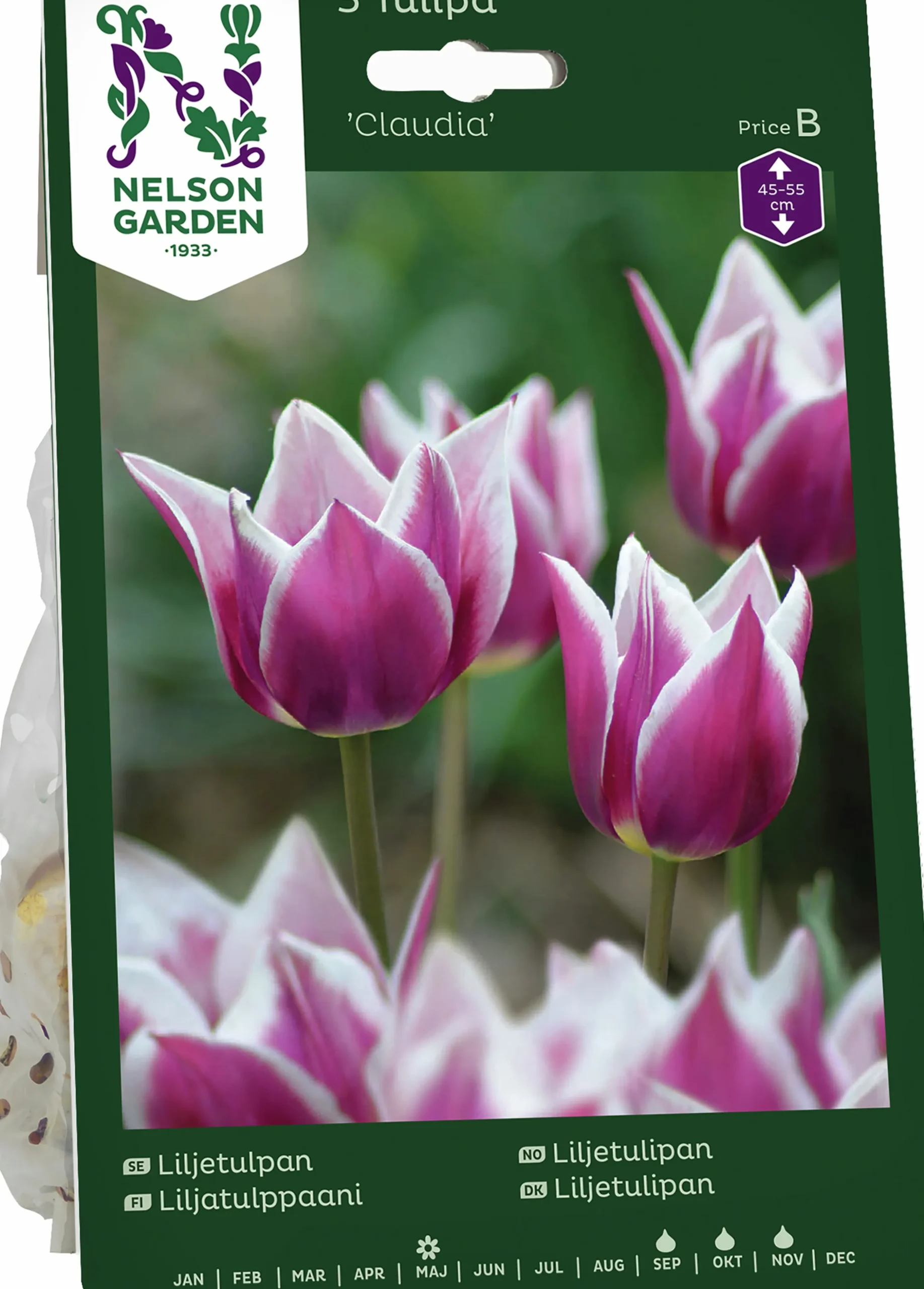 Höstlök Nelson Garden Liljetulpan Claudia Rödlila