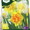 Höstlök Nelson Garden Narcissus Lovely Match Showtime