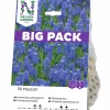 Höstlök Nelson Garden Pärlhyacint Armenisk Big Pack Blå