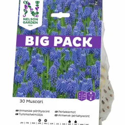 Höstlök Nelson Garden Pärlhyacint Armenisk Big Pack Blå