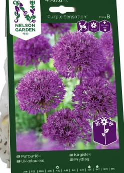 Höstlök Nelson Garden Purpurlök Purple Sensation