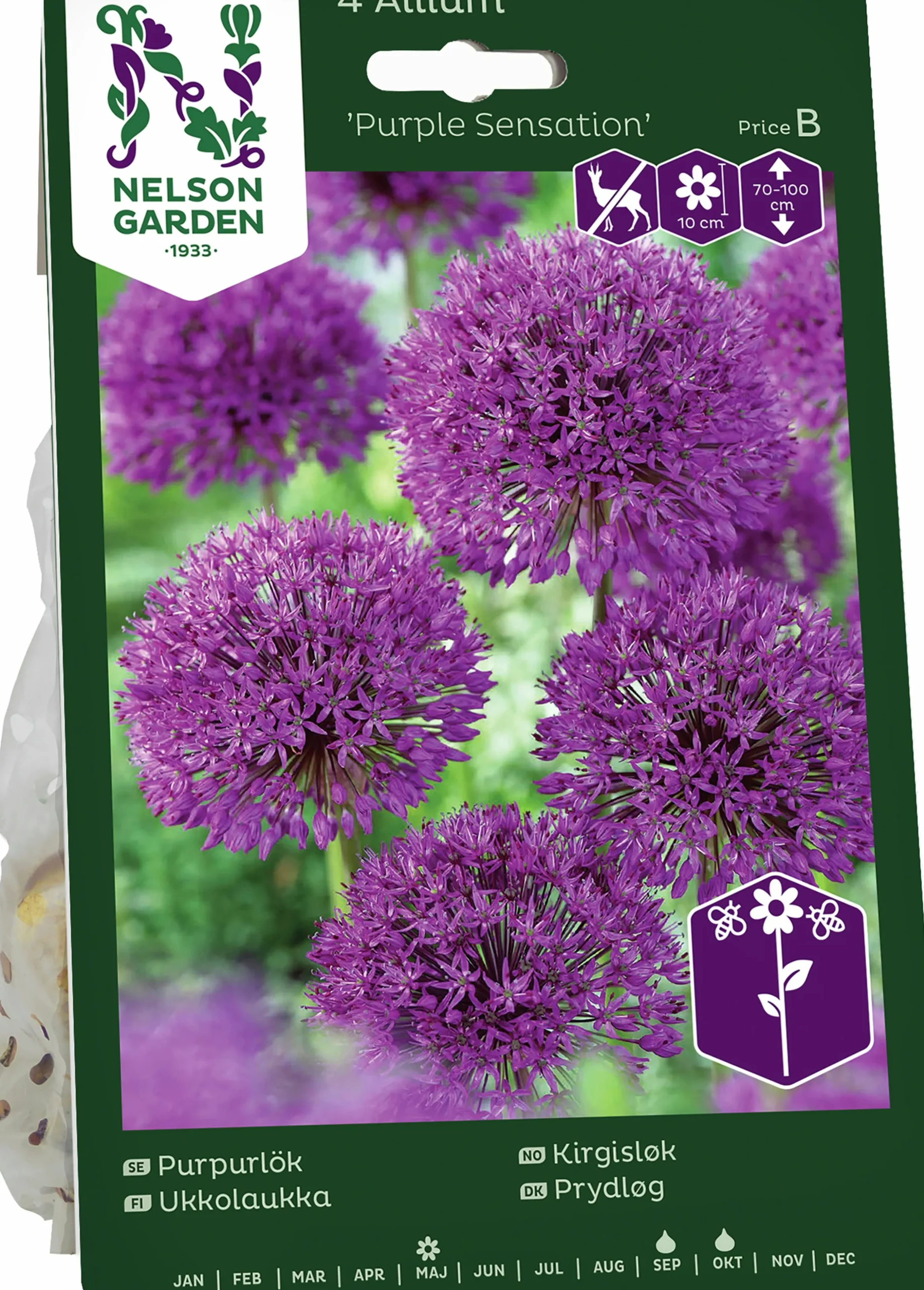 Höstlök Nelson Garden Purpurlök Purple Sensation