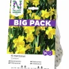 Höstlök Nelson Garden Stjärnnarciss Storkrona Carlton XLPack