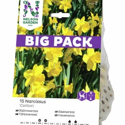 Höstlök Nelson Garden Stjärnnarciss Storkrona Carlton XLPack