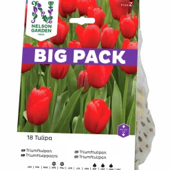 Höstlök Nelson Garden Triumftulpan Röd Big Pack