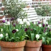 Höstlök Nelson Garden Tulpan Fritillaria Lovely Match Chess
