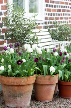Höstlök Nelson Garden Tulpan Fritillaria Lovely Match Chess