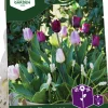Höstlök Nelson Garden Tulpan Muscari Classic