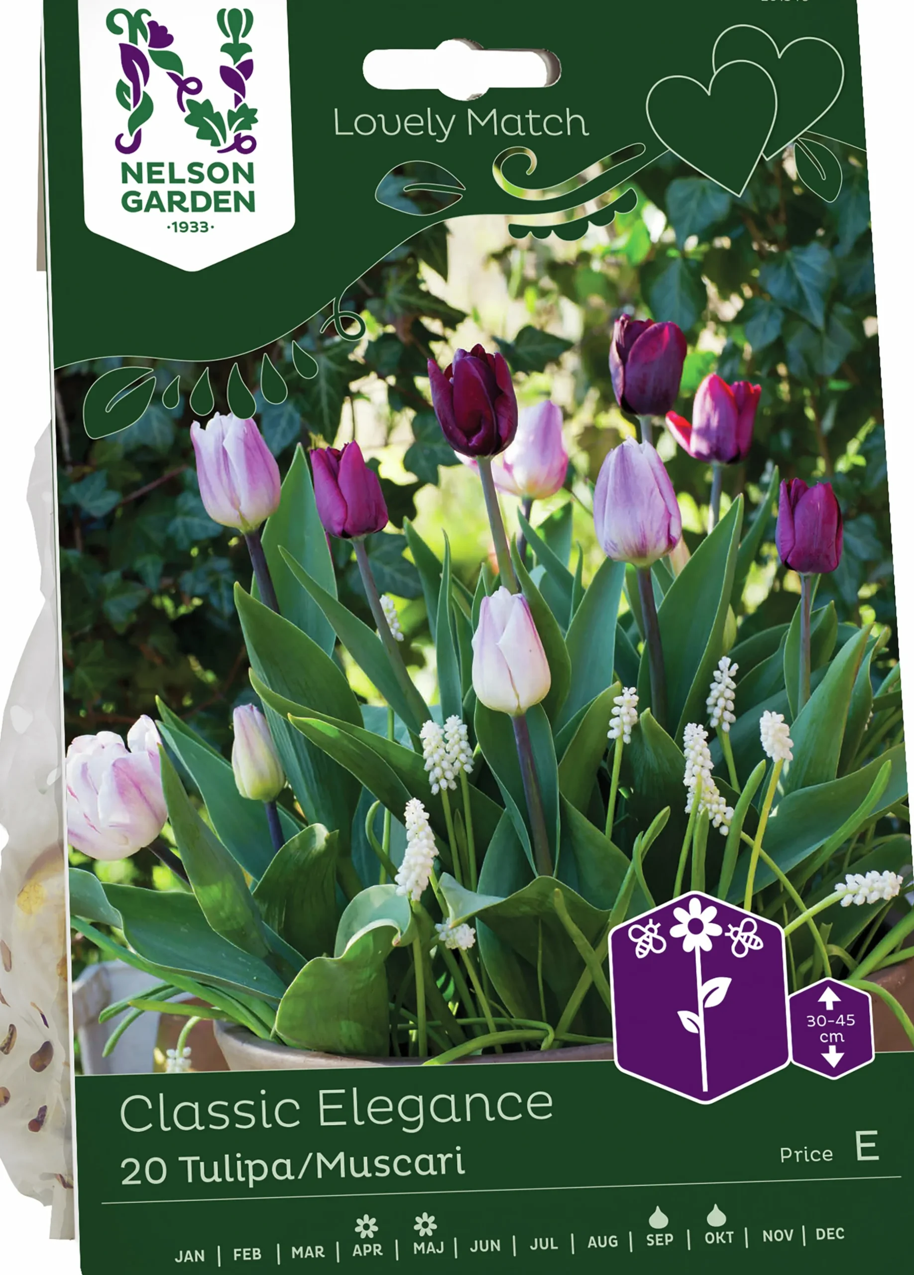 Höstlök Nelson Garden Tulpan Muscari Classic