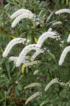 Höstsilverax 'Brunette' 2L