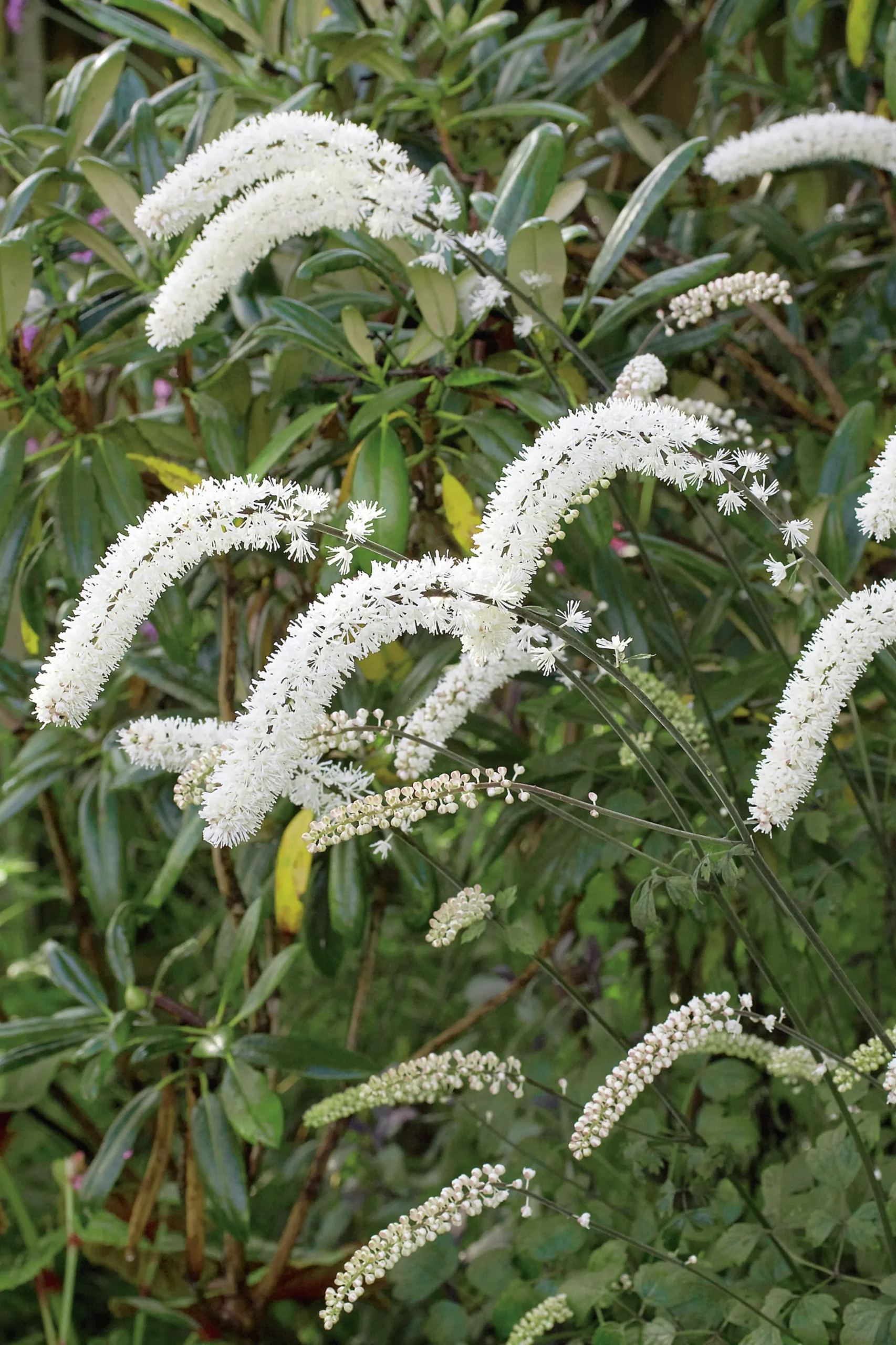 Höstsilverax 'Brunette' 2L