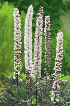 Höstsilverax 'Pink Spike' 2L