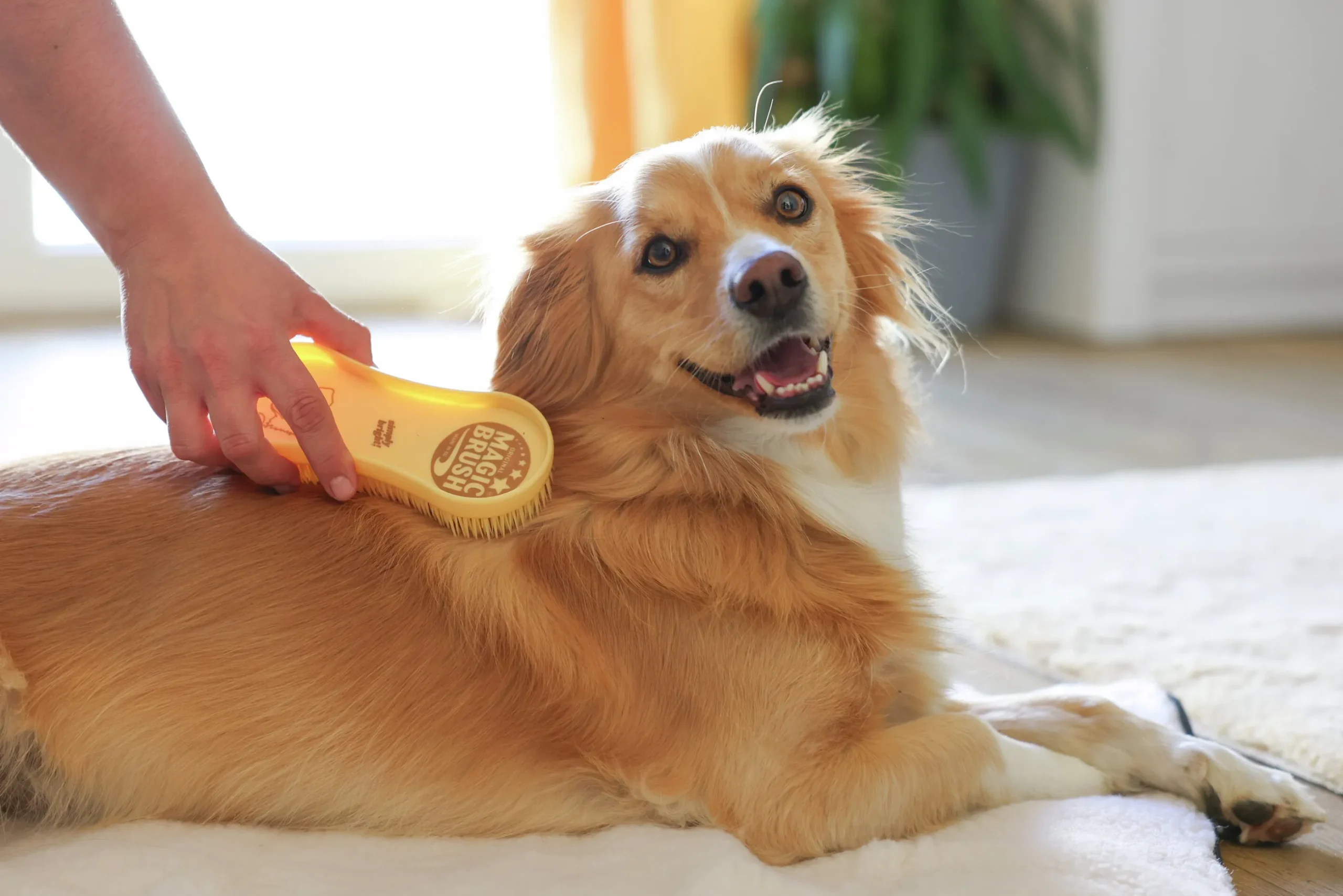 Hundborste MagicBrush Golden