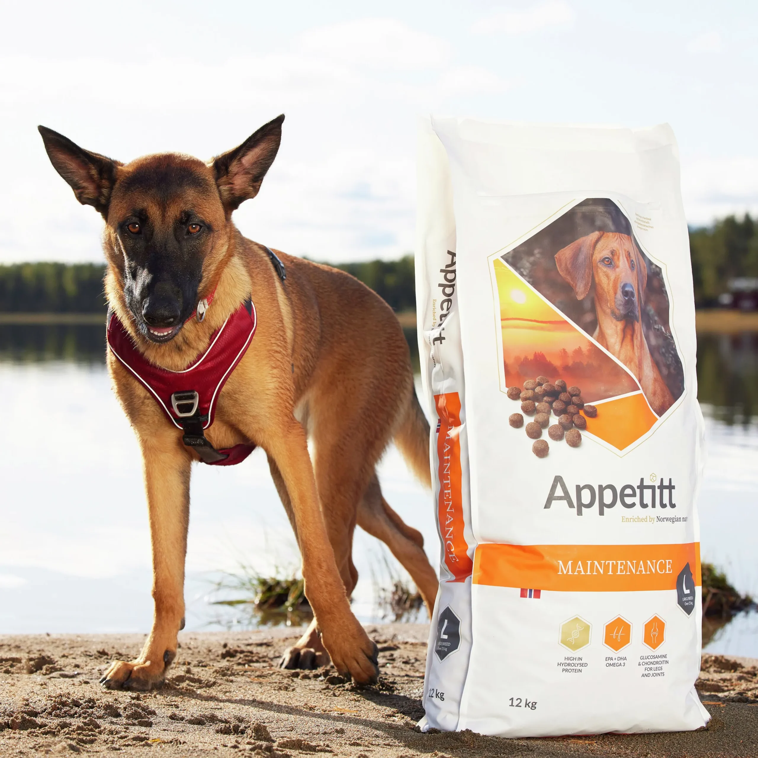 Hundfoder Appetitt Maintenance Large 12kg