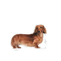 Hundfoder Royal Canin Dachshund Adult 7,5kg