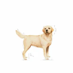 Hundfoder Royal Canin Labrador Retriver Adult 12kg