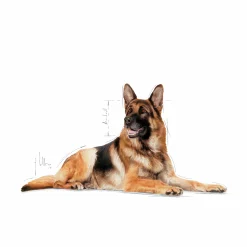 Hundfoder Royal Canin Maxi Ageing 8+ 15kg