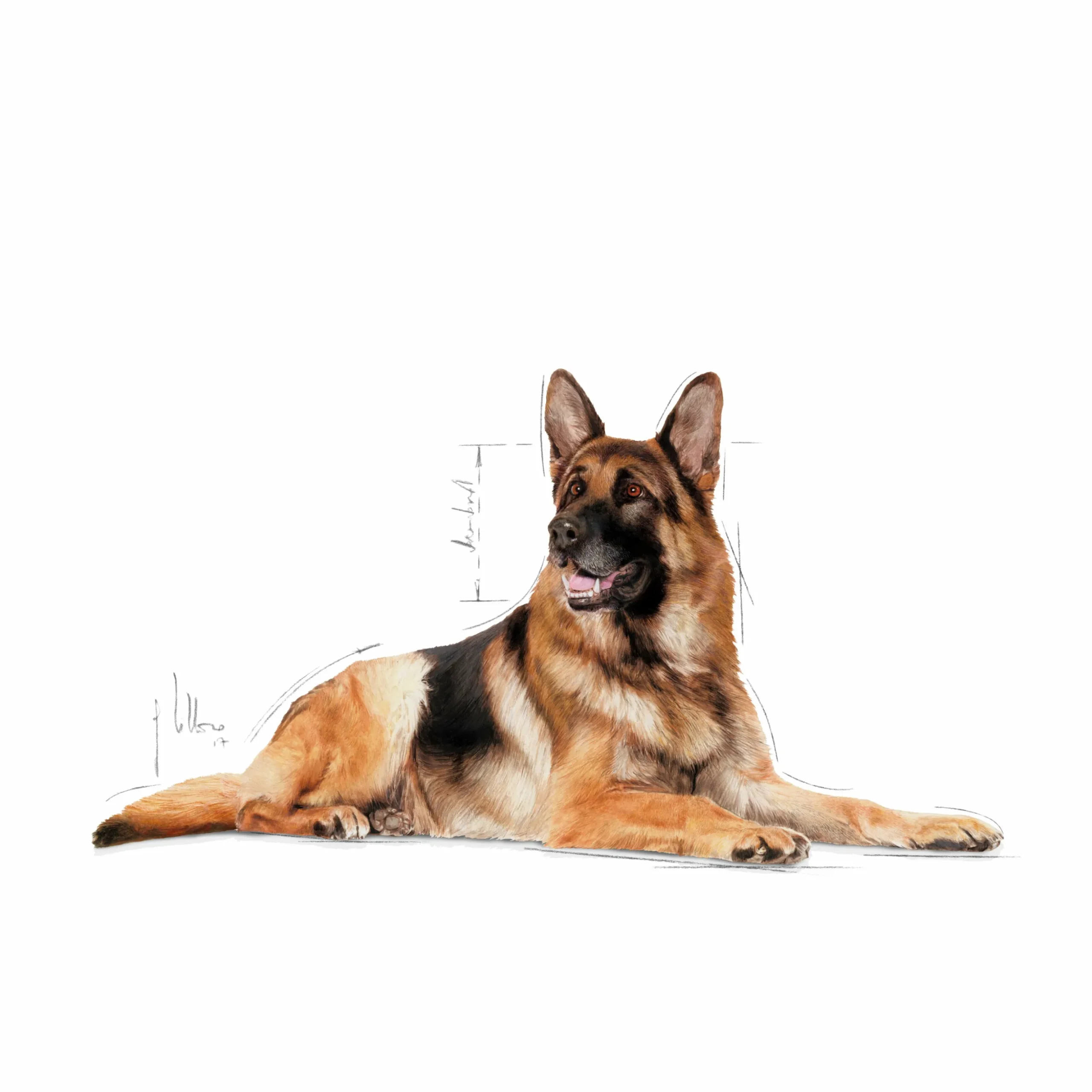 Hundfoder Royal Canin Maxi Ageing 8+ 15kg