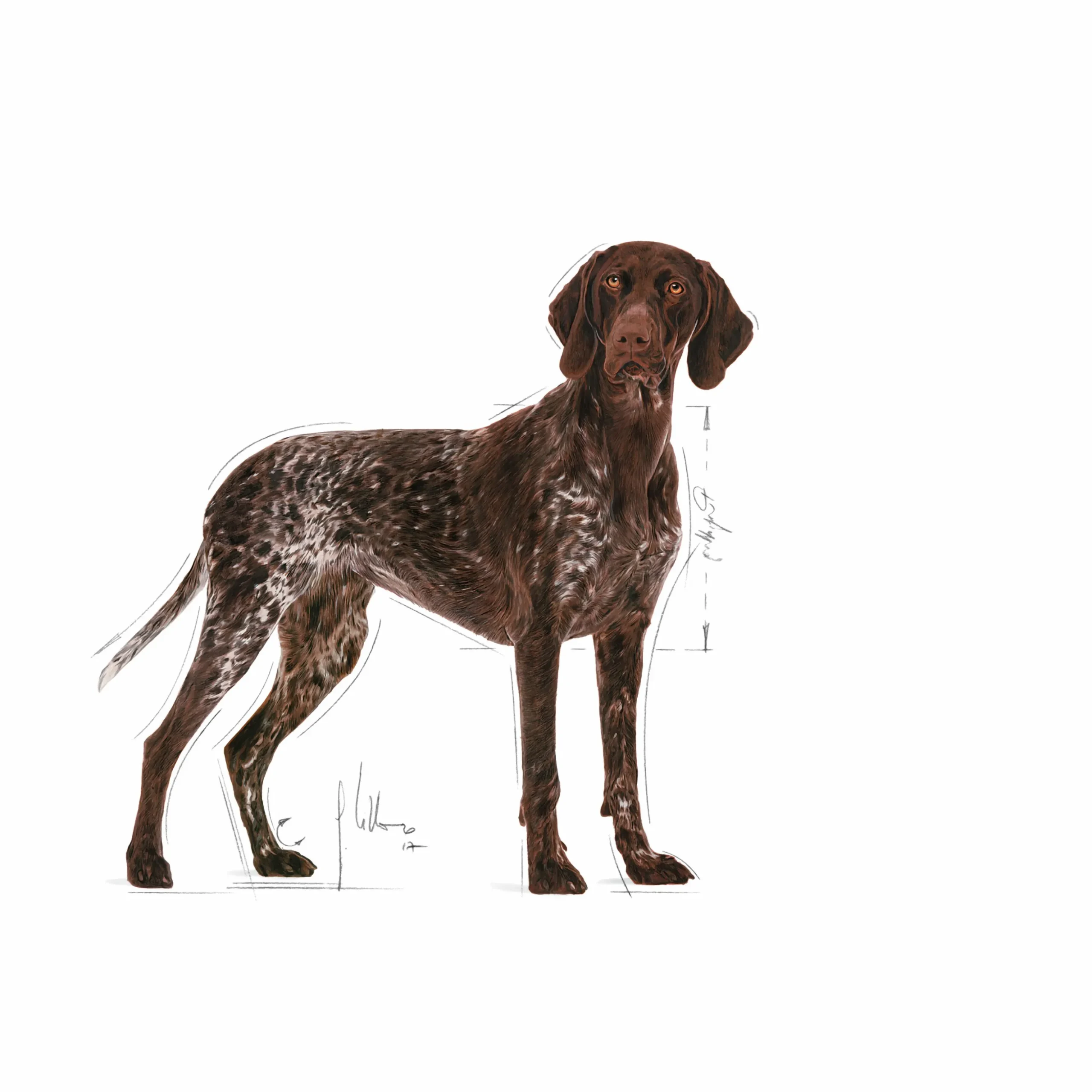 Hundfoder Royal Canin Maxi Digestive Care 12kg