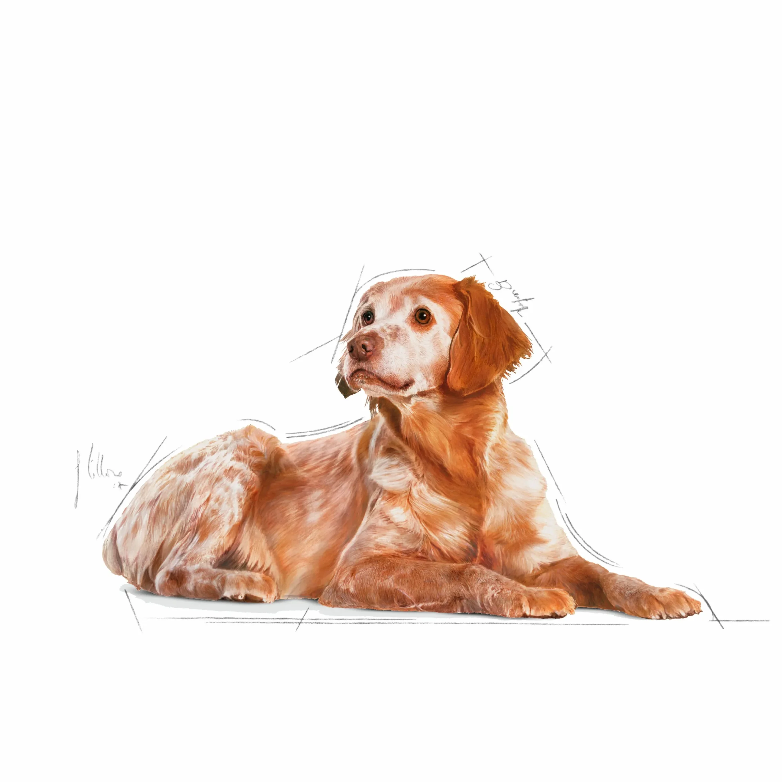 Hundfoder Royal Canin Medium Ageing 10+ 15kg