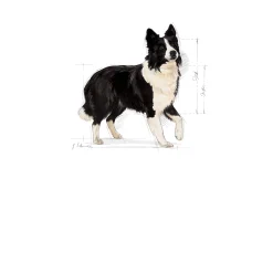 Hundfoder Royal Canin Medium Digestive Care 12kg