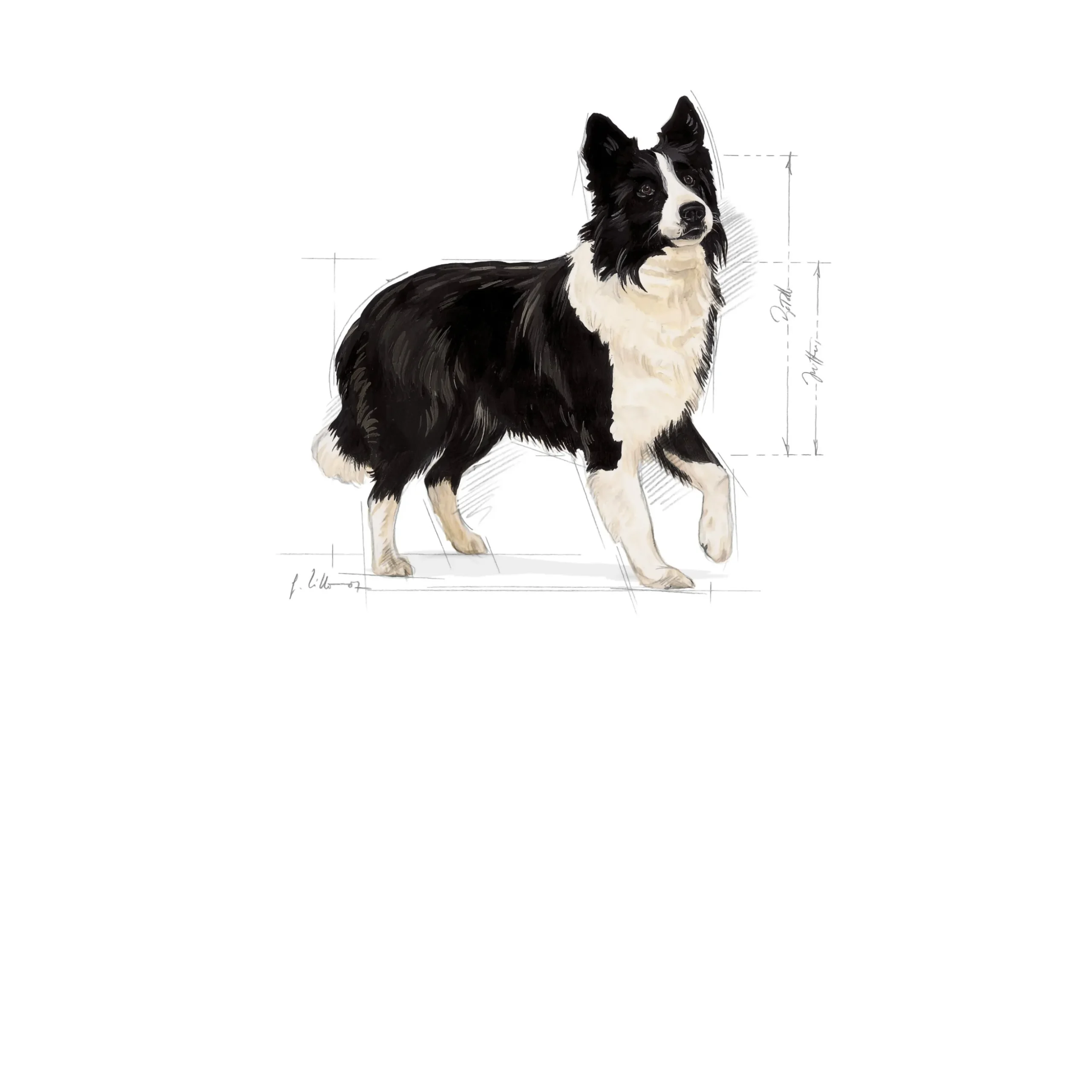 Hundfoder Royal Canin Medium Digestive Care 12kg