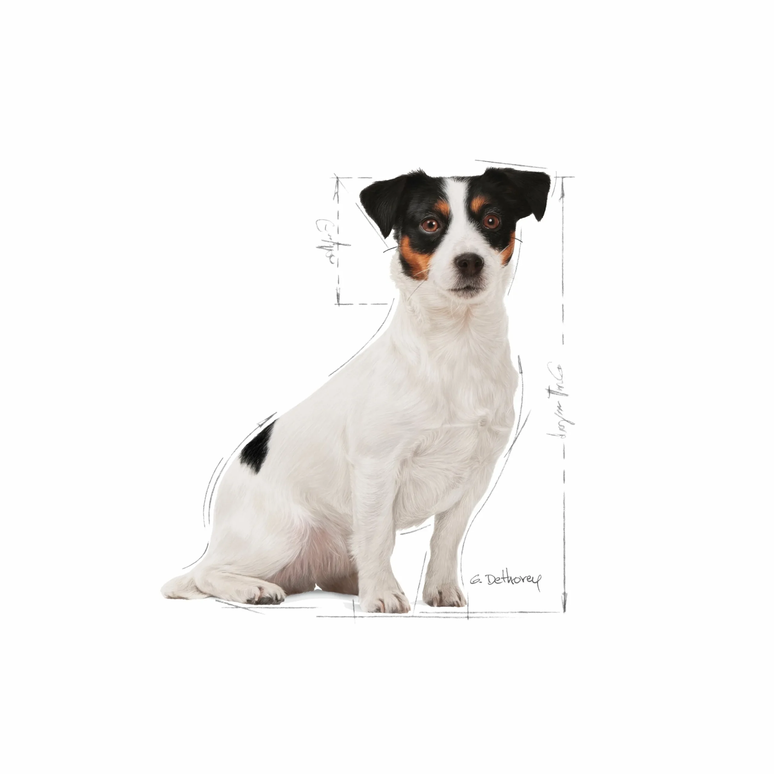 Hundfoder Royal Canin Mini Adult 8+ 8kg