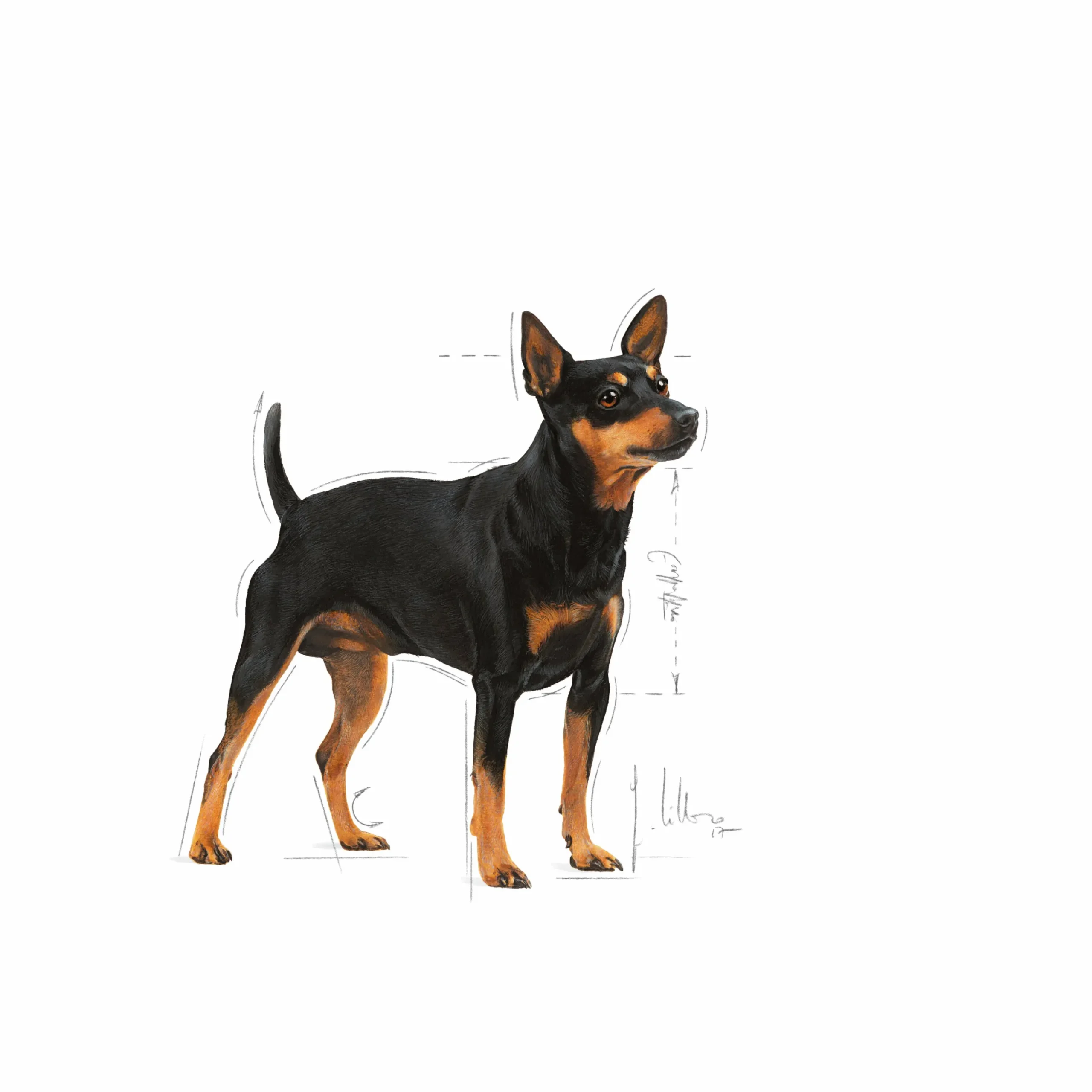 Hundfoder Royal Canin Mini Digestive Care 3kg