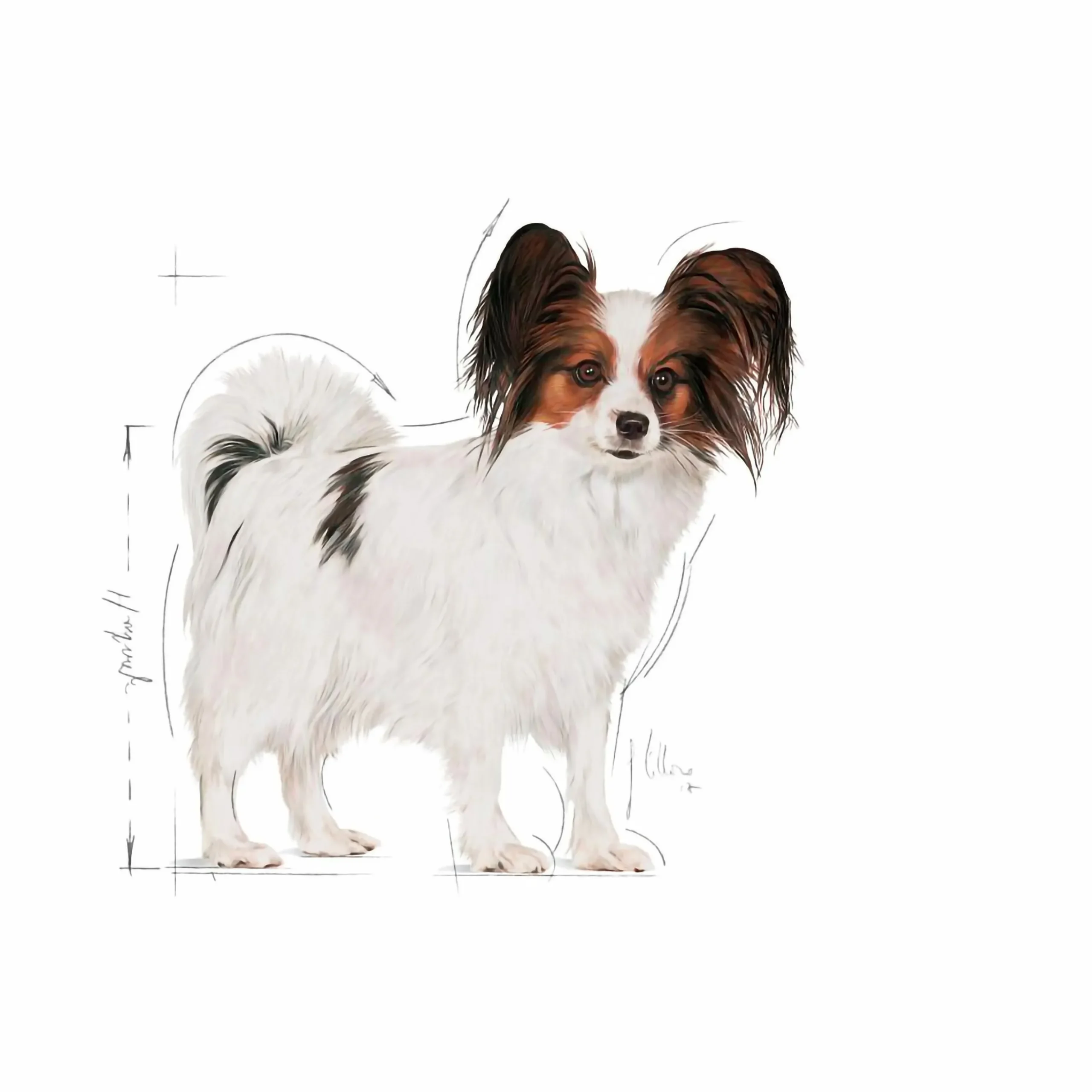 Hundfoder Royal Canin X-Small Adult 1,5kg