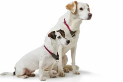 Hundhalsband Hunter Freestyle Halvstryp Bordeaux