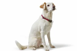 Hundhalsband Hunter Freestyle Halvstryp Bordeaux