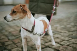Hundhalsband Hunter Freestyle Halvstryp Bordeaux
