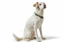Hundhalsband Hunter Freestyle Halvstryp Grön