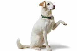Hundhalsband Hunter Freestyle Halvstryp Grön