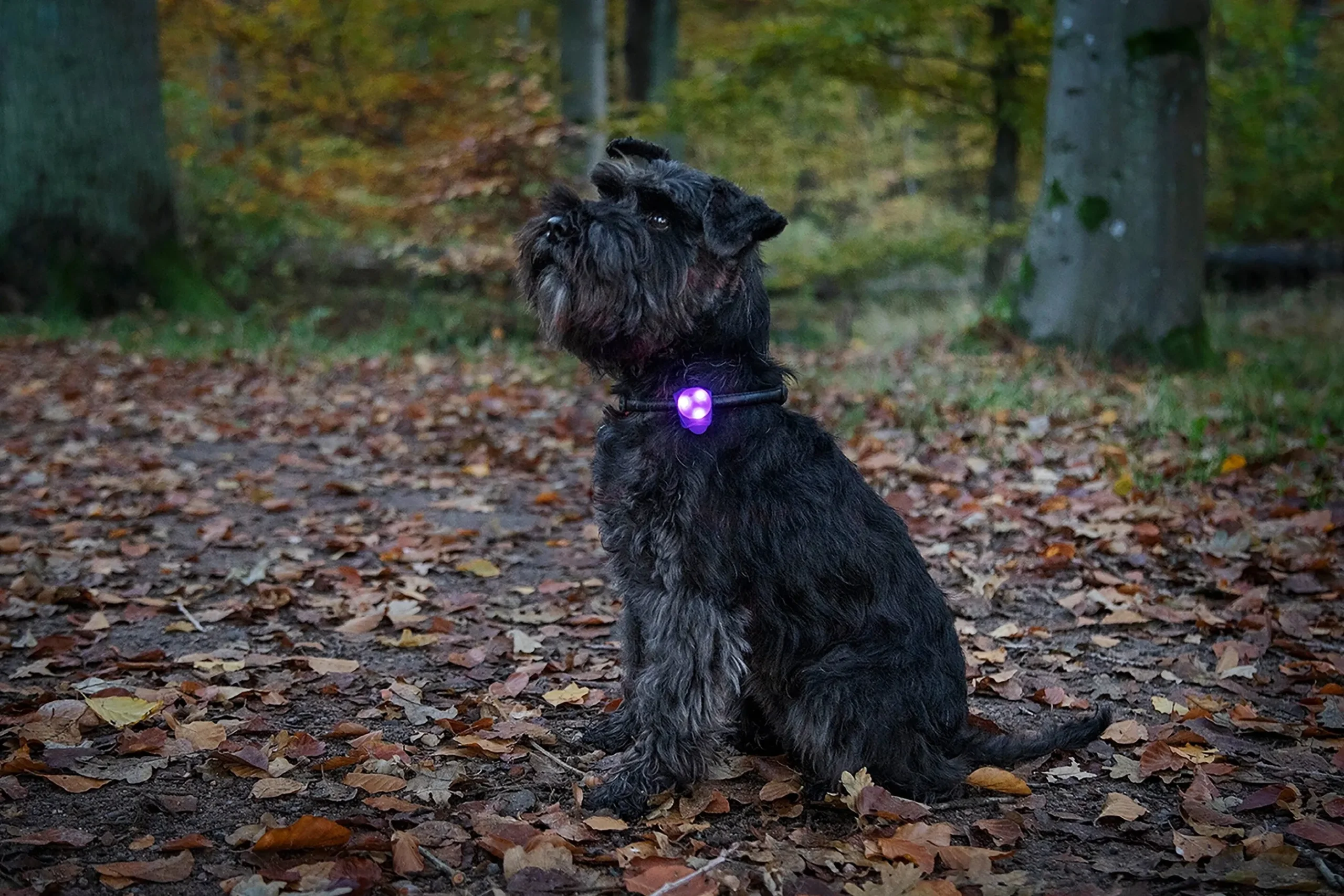 Hundlampa Dogman Basic LED