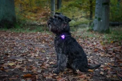 Hundlampa Dogman Basic LED