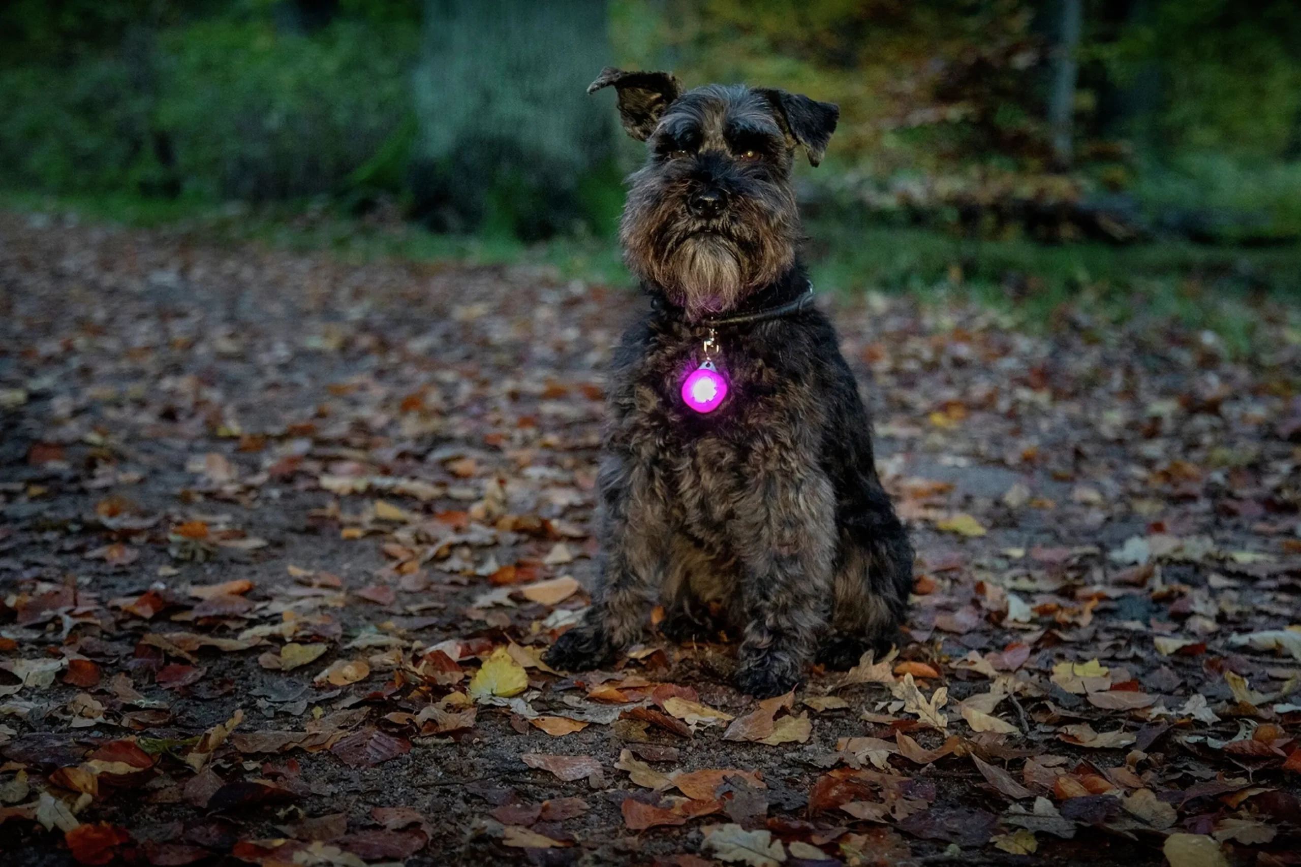 Hundlampa Dogman Burger LED
