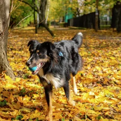 Hundleksak Fibooll Aktiveringsboll Snacks