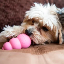 Hundleksak Kong Puppy Blandade färger M