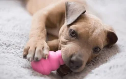 Hundleksak Kong Puppy Blandade färger M