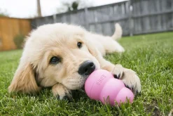 Hundleksak Kong Puppy Blandade färger M