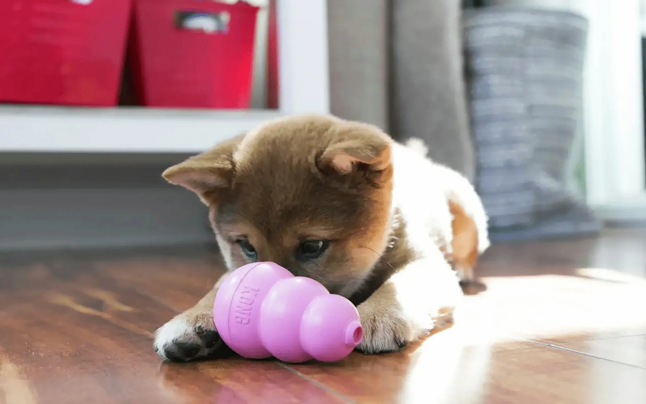 Hundleksak Kong Puppy Blandade färger L