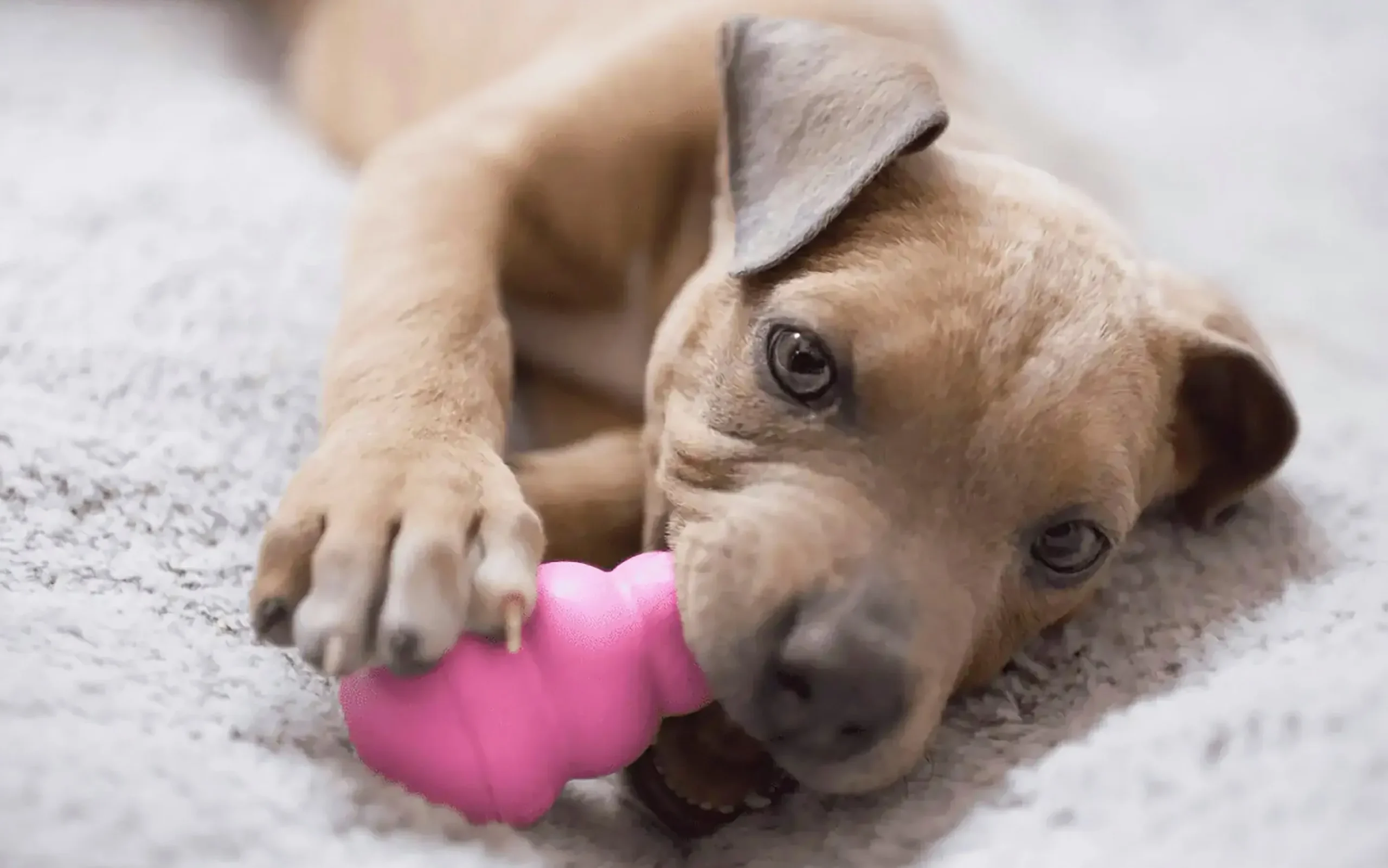 Hundleksak Kong Puppy Blandade färger L
