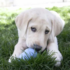 Hundleksak Kong Puppy Blandade färger L