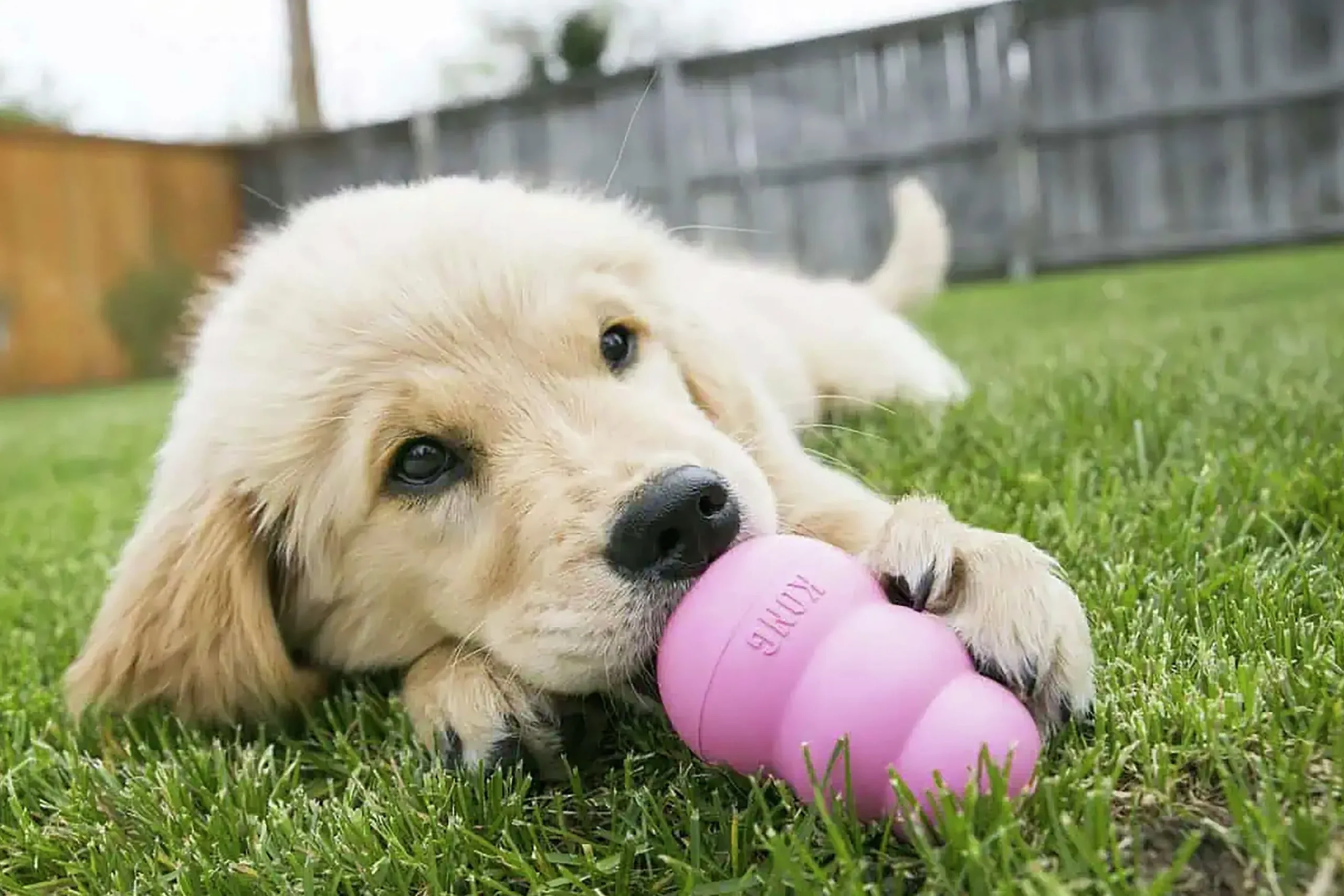 Hundleksak Kong Puppy Blandade färger L