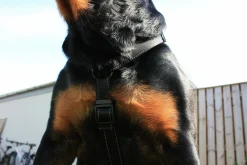 Hundsele Dogman H-sele Iris Ställbar Svart